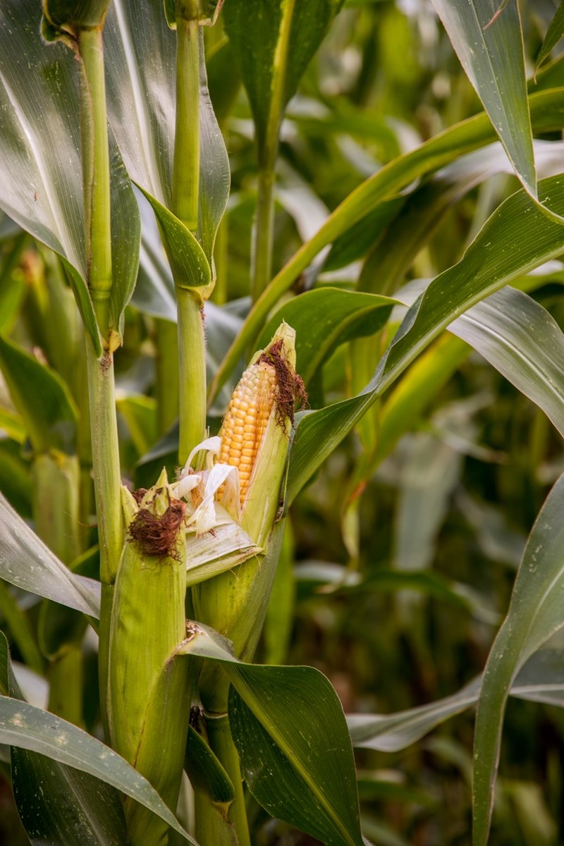 green corn plant - Qué es el maíz